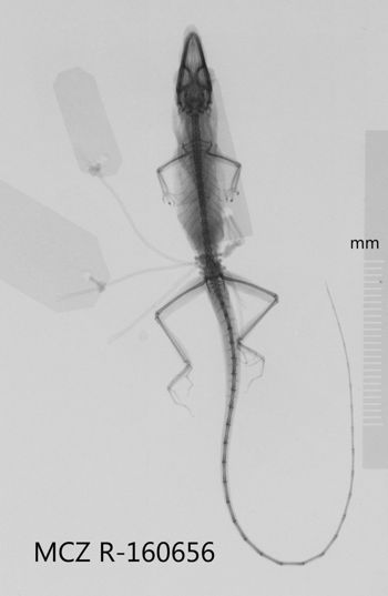 Media type: image;   Herpetology R-160656 Aspect: dorsoventral x-ray